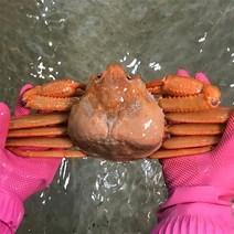 [자연맛남] [울진홍게] 먼 바다조업 울진 후포 박달홍게 4kg(자숙/10-12마리), 상세 설명 참조