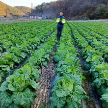 강원도 고랭지 달파니스 농장 절임배추 절인배추 김장배추 20kg, 23년2월13일출발-2월14일도착