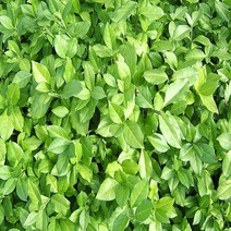 충주원예조경 / 줄사철 / 포트묘 / 30주, 주