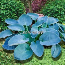 다년생 숙근 호스타 숙근 뿌리-벅쇼 블루