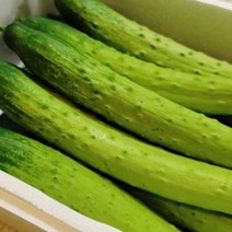 못난이 채소 야채 피클용 백오이 3kg