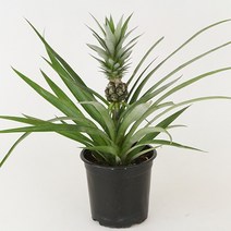 파인애플 나무 실내 인테리어 식물 파인애플 과실수 키우기 15cm포트