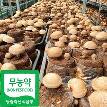 국산 무농약 생 표고버섯, 500g(하품), 1개