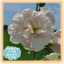 [나은식물원]200.겹 접시꽃(대형) 연살구(20립)