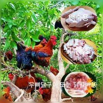 토종닭 장닭 2kg내외 닭백숙 한약재무료제공 닭볶음용 무뼈구이 또는 닭갈비용 제사용 생닭 오후4시마감 수요일휴무 살아있닭, 1개