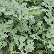 모종파는곳 과일모종 수박접목모종 수박모종, 수박모종_5주