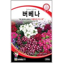 버베나 200립 꽃씨 다년생 씨앗 몰 봄 여름 가을 야생화 세계종묘 농사마트