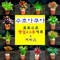 키우기쉬운 초보자용 랜덤포트수초 4종 6종 세트 + 서비스, 6종+부상초 또는 피규어랜덤