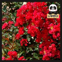 (나무판다) 배롱나무(목백일홍) 묘목 다이너마이트 4치 장포트, 다이너마이트 4치장포트