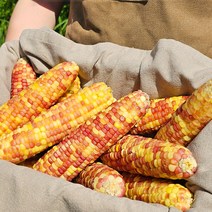 [100%품질보증제] 대용량 특대 백찰 홍찰 찰옥수수 냉동 삶은 찐 옥수수 빅사이즈 (16-21cm내외), c. 40개/홍찰옥수수(특대 16-21cm)