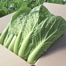 싱싱 얼갈이 배추 국내산 얼갈이 2kg 4kg 1개 채소한의식탁, 얼갈이4kg