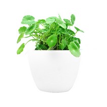 백자기 포트수초 포레스트코인 - (쉬운수초 예쁜수초), 단품