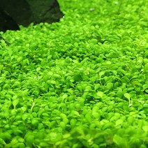 PRFISH 전경수초 미니 티그마 (엘라티네) (종이컵 반컵 분량), 1개