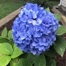 수국(엔들레스썸머)포트묘(중)/묘목/H1178, 1개