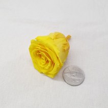 [플라라] 드라이플라워 프리저브드플라워 장미(빅사이즈), 01. 노랑 (프리저브드)