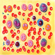 혈액세포 모형BS - 22750