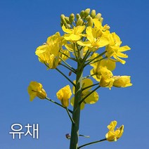 코리아팜 유채(봄)100g