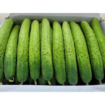 야채왕 싱싱한 백오이 30개 50개 오이지용 소백이용, 백오이30개