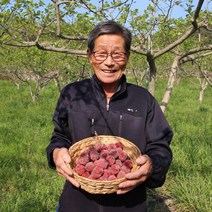 경남밀양 꾸지뽕열매 5kg 농원직송 산따담 햇열매, 1개