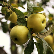[모아하우스] Apple tree 시나노골드 사과나무 묘목 접목 1년, 03. 아리수