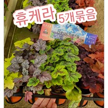 휴케라-5개묶음/추위에 강해 정원수로 많이 사용
