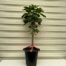 [다은꽃농원]돈들어오는 나무 황칠나무 특대품 외목대 키우기쉬운 실내공기정화식물 최강인테리어