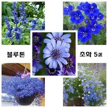 [지금 파종] 블루톤 얼짱 5선, 1개
