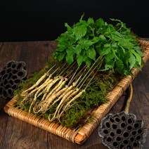 [산지직송] 영동 새싹삼 50뿌리 (소/중/대) 잎 줄기 뿌리를 모두 먹는 건강한 어린 인삼, 중 (17~20cm 내외) - 50뿌리