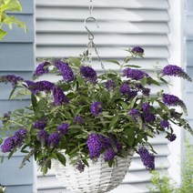 왜성붓들레아(드리밍퍼플)삽목1년(2주묶음)묘목/F1119, 1개