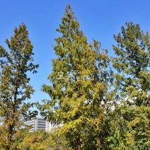 [모든원예조경] 메타세콰이어나무 묘목 (1년생) 특묘