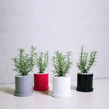 꽃피우는청년 허브식물 로즈마리 화분 1+1 학생방 공부방에 두기 좋은 공기정화식물 (유광 원형 화분), 그레이+그레이