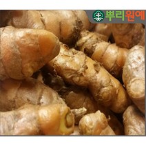 울금 종자 1kg 울금씨앗 강황씨앗 판매 뿌리원예