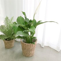 실내 공기 미세먼지 정화 식물 거실 화분 극락조 여인초 아레카야자 뱅갈고무나무 키우기 집들이, 셀렘