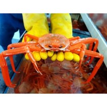 강산농수산 박달홍게 속초붉은대게 제철홍게 자숙홍게, 1박스(3.5kg  7-8미)