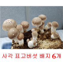 일동농원 사각 표고버섯 키트 6개 집에서 표고버섯 키우기