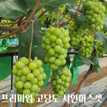 [당일수확/산지직송]솔재농원 고당도 특상품 샤인머스켓 17brix~20brix 가정용 선물용 2kg 주문 시 수확하는 샤인머스켓, 특품 고당도 샤인머스켓 3수 2kg