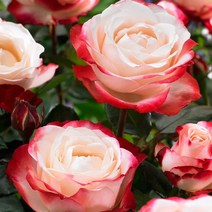 같이가치농원 장미나무 땅장미 사계고급정원장미(복합색 핑크계열) 개화주 망포트