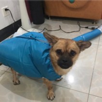 애견 에어샤워 간이 드라이룸_M 가정용 털말리기 자켓