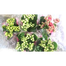 [골든플랜트] [5개1세트] (퀸로즈소라야 카랑코에소라야 카랑코에노블 소라야 칼란디바 카랑코에) 5개1세트 색상랜덤 공기정화식물 꽃화분 꽃식물 카랑코에노블 칼란디바