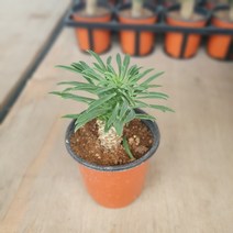 괴마옥 소품 15~25cm 99 다육식물 다육이 선인장