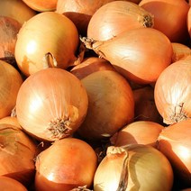 [기린]국내산 햇양파 당일발송 재구매율100%, 소-2kg(계란크기)장아찌용, 1개
