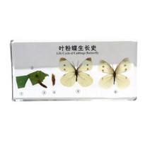 한살이 성충관찰 배추흰나비 성장표본 모형 교과실험 생태계 박제 홈스쿨