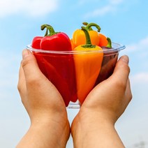 국내산 화순 미니파프리카 1kg (250g x 4팩), 4개