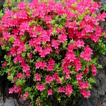자연농원 영산홍5주 묶음 묘목 (철쭉 꽃나무 울타리꽃나무), 흰색 (백철 )