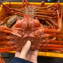구룡포 박달 연지 홍게 자숙 대게 포항 제철 시세 택배 3kg, 연지 자숙홍게 3kg / 특A급(12마리내외)