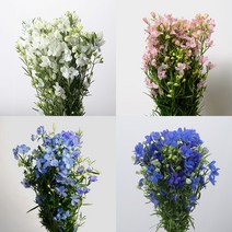 미니델피늄 한단 (색상선택), 04 블루
