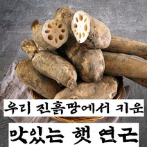 구씨아줌마 국산 햇 연근 생연근 흙연근 통연근 특품 1kg 3kg 5kg 10kg, 연근(특) 1kg