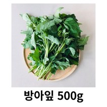 방아잎 1kg 국내산 산지수확 산지직송 생방아잎 쌈채소 깻잎 산초잎 향긋한 방아 방아잎전 방아잎차 방아향 배초향 방아잎찌게, 1box
