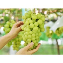 [백화점납품과일 당일배송]초신선 수출용 샤인머스켓 가정용 매일경매입고 과일선물 고당도 프리미엄 / 가락시장, (특1등급)샤인머스켓 4kg 4-5수