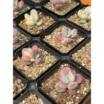방울복랑 금 다육이 묵은둥이
